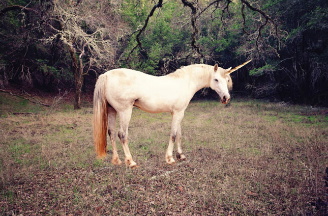 Unicorn